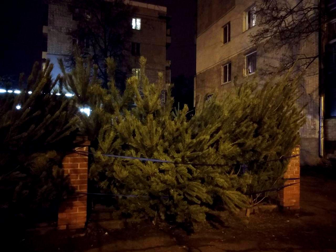 Сколько стоят елки в Харькове: цены 2019 на елочных базарах. Фото: Алина Бычек/Vgorode