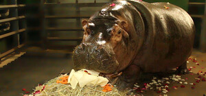 На день рождения: бегемотихе в харьковском зоопарке подарили автомобиль