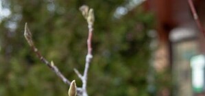 А почему бы и нет: на Полтавщине распускаются деревья