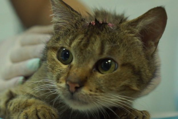 В Харькове лечат кошку, на которой садисты вырезали звезду. Фото: "Суспільне"
