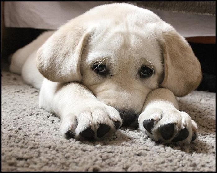 Обратная сторона праздников: домашний питомец умер, не выдержав стресс от взрыва салютов