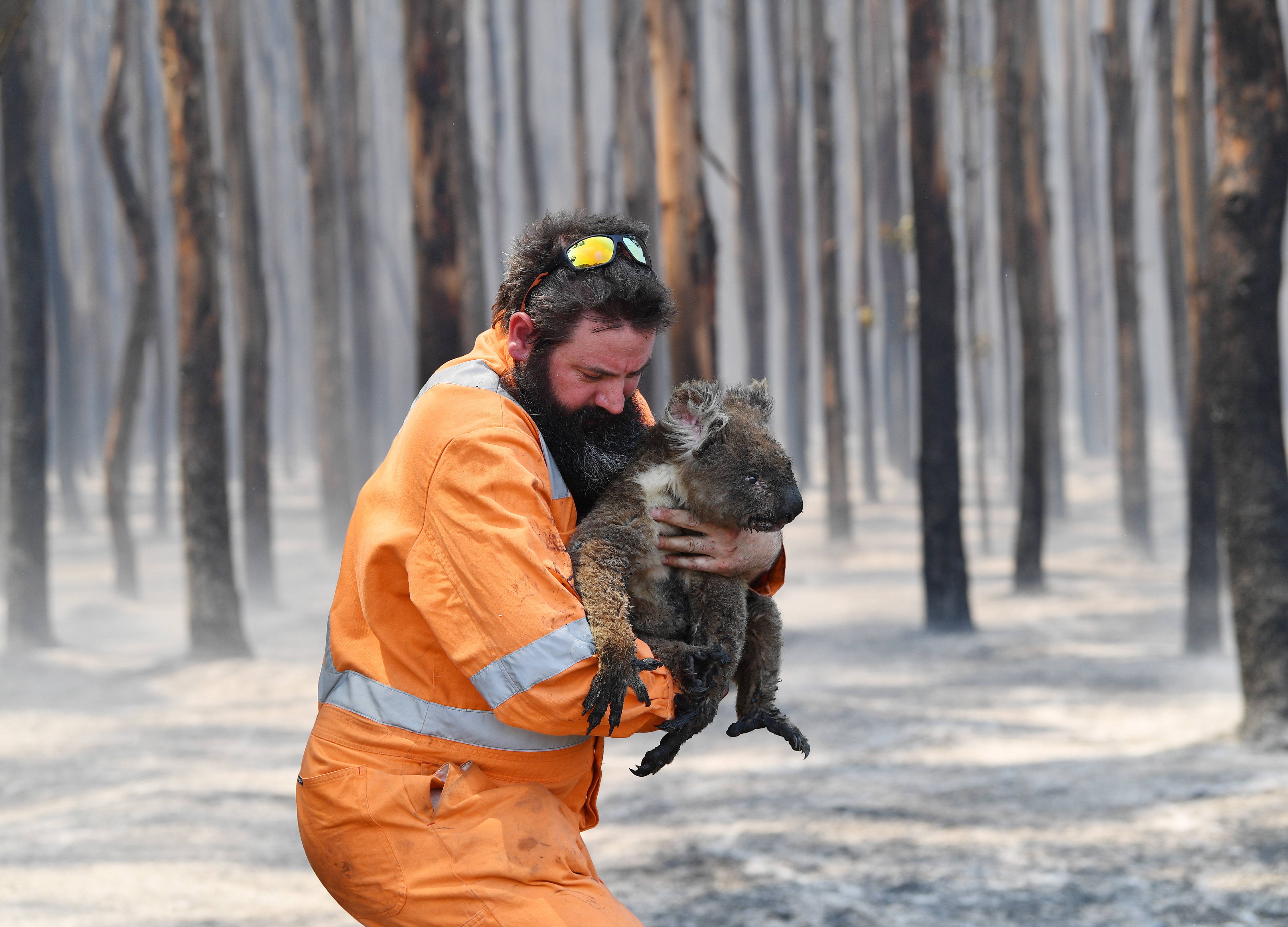 Харьковчанка помогает спасать животных в Австралиию Фото: o2.pl
