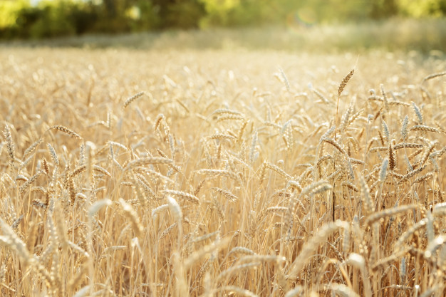 Получи ответ: как теплая зима влияет на посевы озимых зерновых в Запорожской области