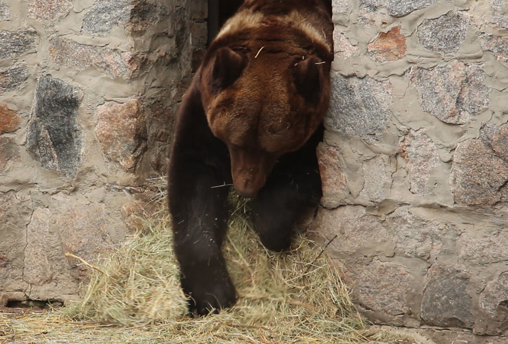 Харьковские медведи не могли впасть в спячку. Фото: zoo.kharkov.ua