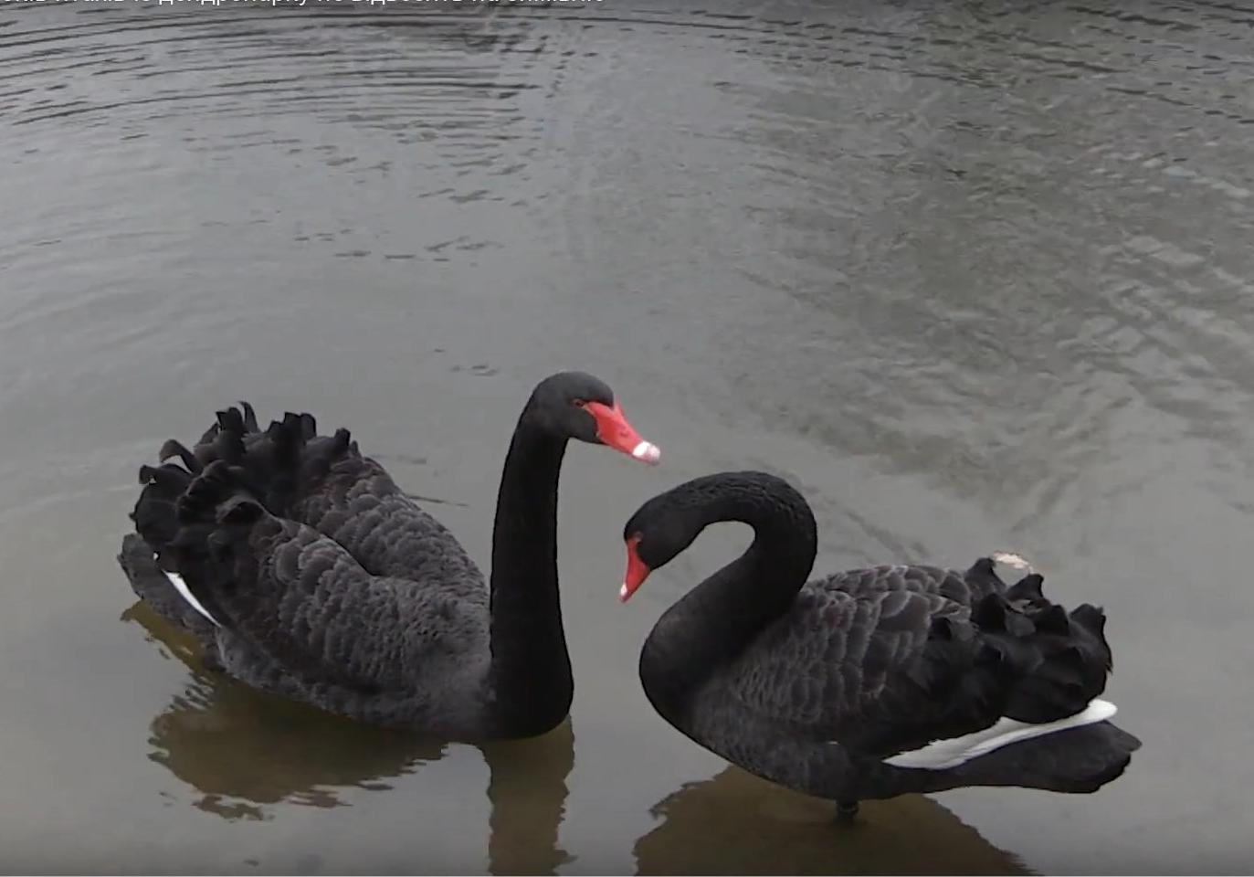 Впервые за 5 лет: лебеди остаются зимовать в Полтавском дендропарке