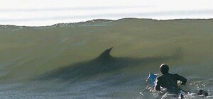 Луганчане не боятся акул