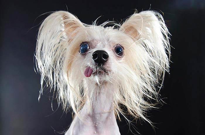 Твій пес — твоя купа: затверджено нові правила поводження з домашніми тваринами