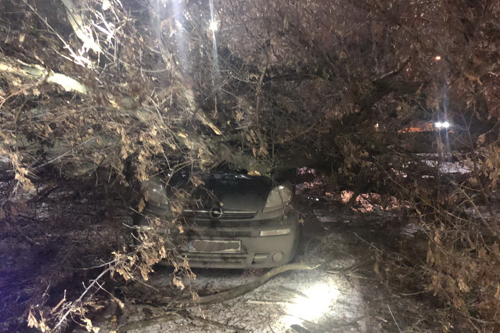 Дерево рухнуло на микроавтобус в Харькове. Фото: kh.dsns.gov.ua