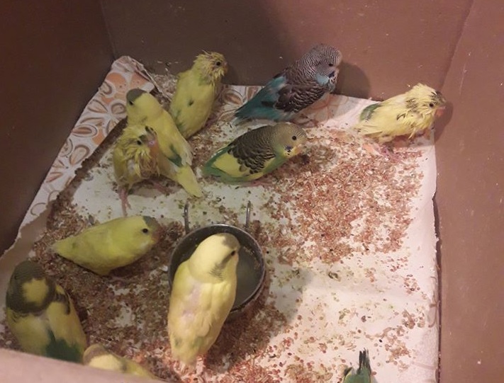 50 выброшенных попугаев с Залютино продолжают бороться за жизнь. Фото: Ольга Птичкина