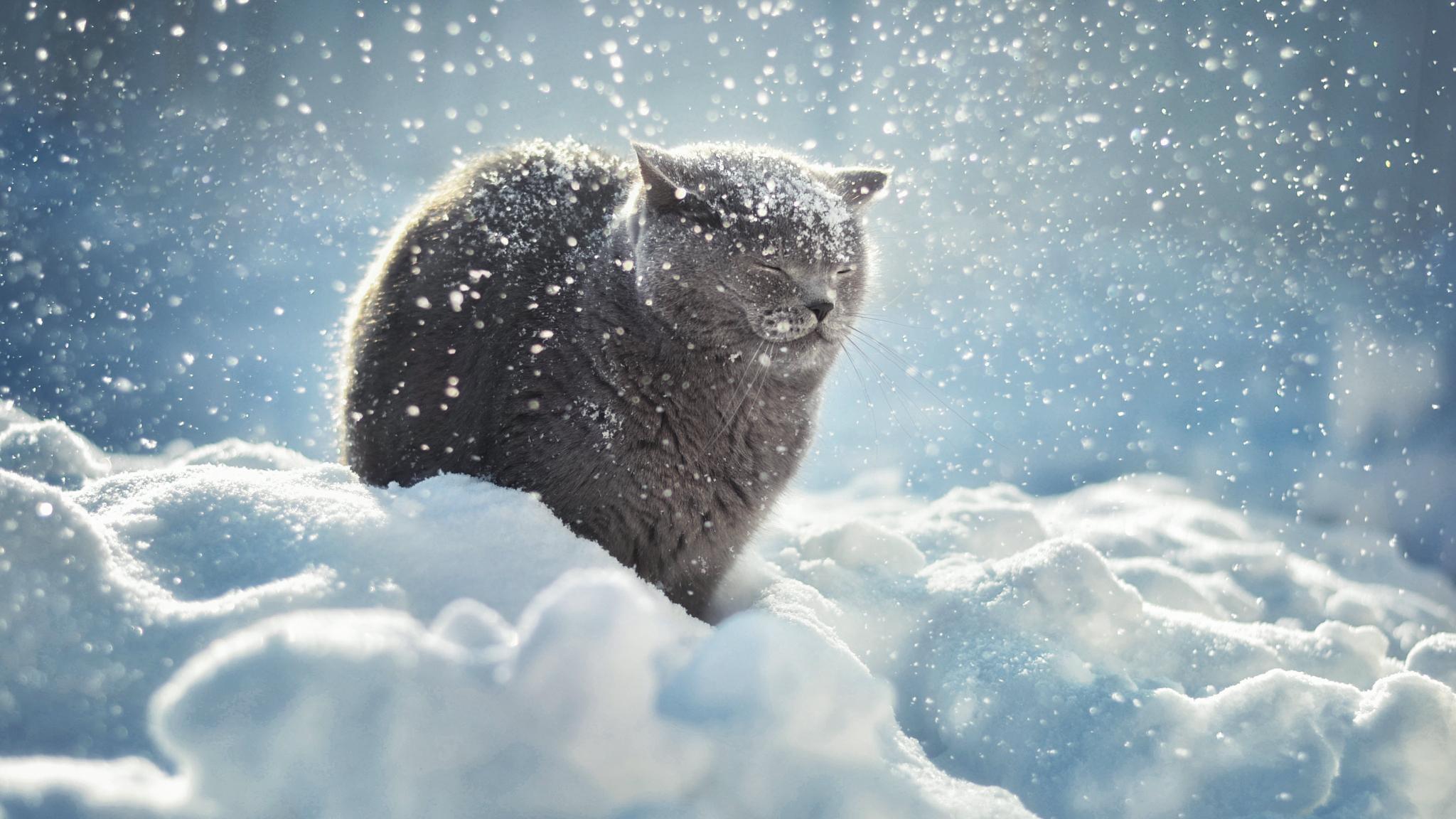 Харьковчане отомстили соседу, который выбросил кота на мороз. Фото иллюстративное: koto-fot.ru