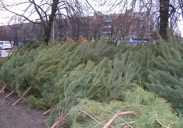  В Харьков привезли  мало настоящих елок. 