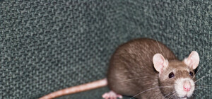 Киевские власти: В столице крыс нет