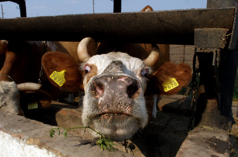 Фото "Сегодня". На Харьковщине становится  меньше коров. 