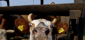 Областные власти собрались возрождать животноводство