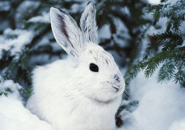 Самый популярный новогодний подарок - кролик. Фото doseng.org.