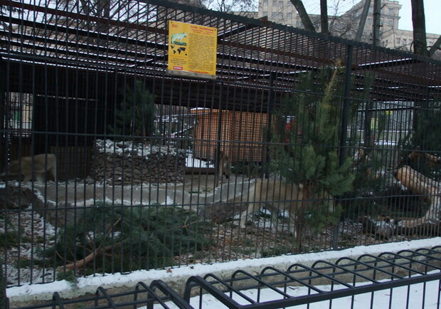 Фото пресс-службы Зоопарка. Харьковские животные с удовольствием лакомятся хвойными деревьями.  
