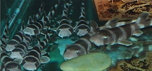 В севастопольском аквариуме родились 20 акулят