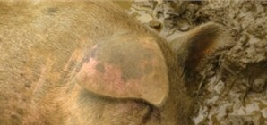 В Луганске будут убивать свиней