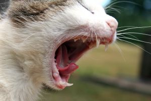 Фото www.sxc.hu. Домашние коты тоже могут заболеть бешенством. 