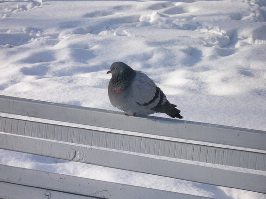 Больше всего в мороз не поздоровится птицам. Фото "В городе".