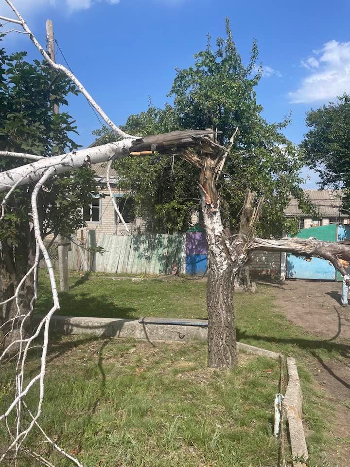 Ця береза спричинила травму онука дідуся -
