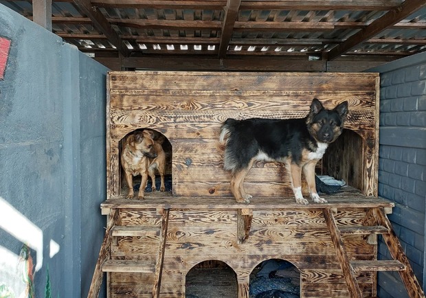 &laquo;Ф-підтримка&raquo; працює: як українці нагодували 4 тисячі безпритульних тварин