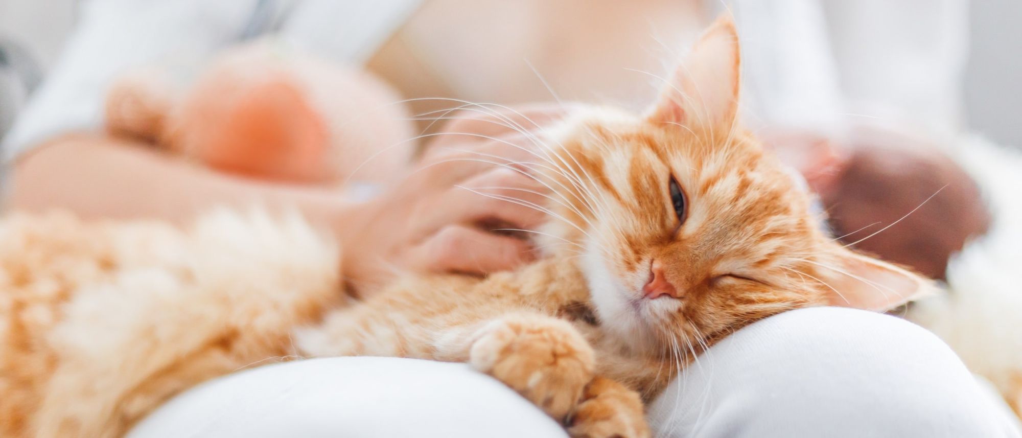 Тривалість життя улюбленця впливають умови життя