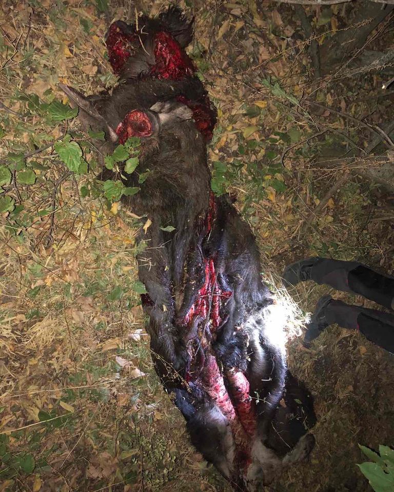 Под Харьковом убили лося. Фото: facebook.com/spt.kh