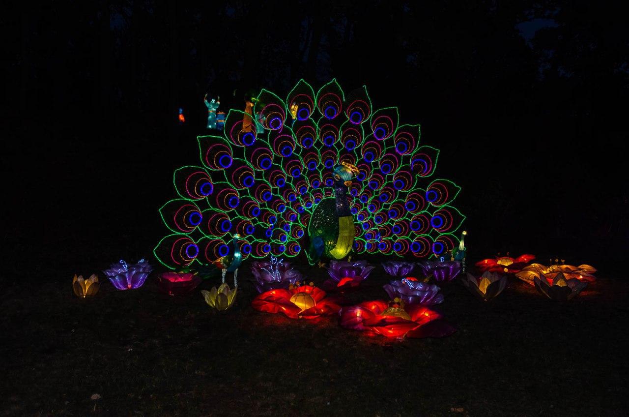 Панды, фламинго, шоу акробатов: в Харькове стартовал Фестиваль гигантских китайских фонарей (фоторепортаж) фото 14 13