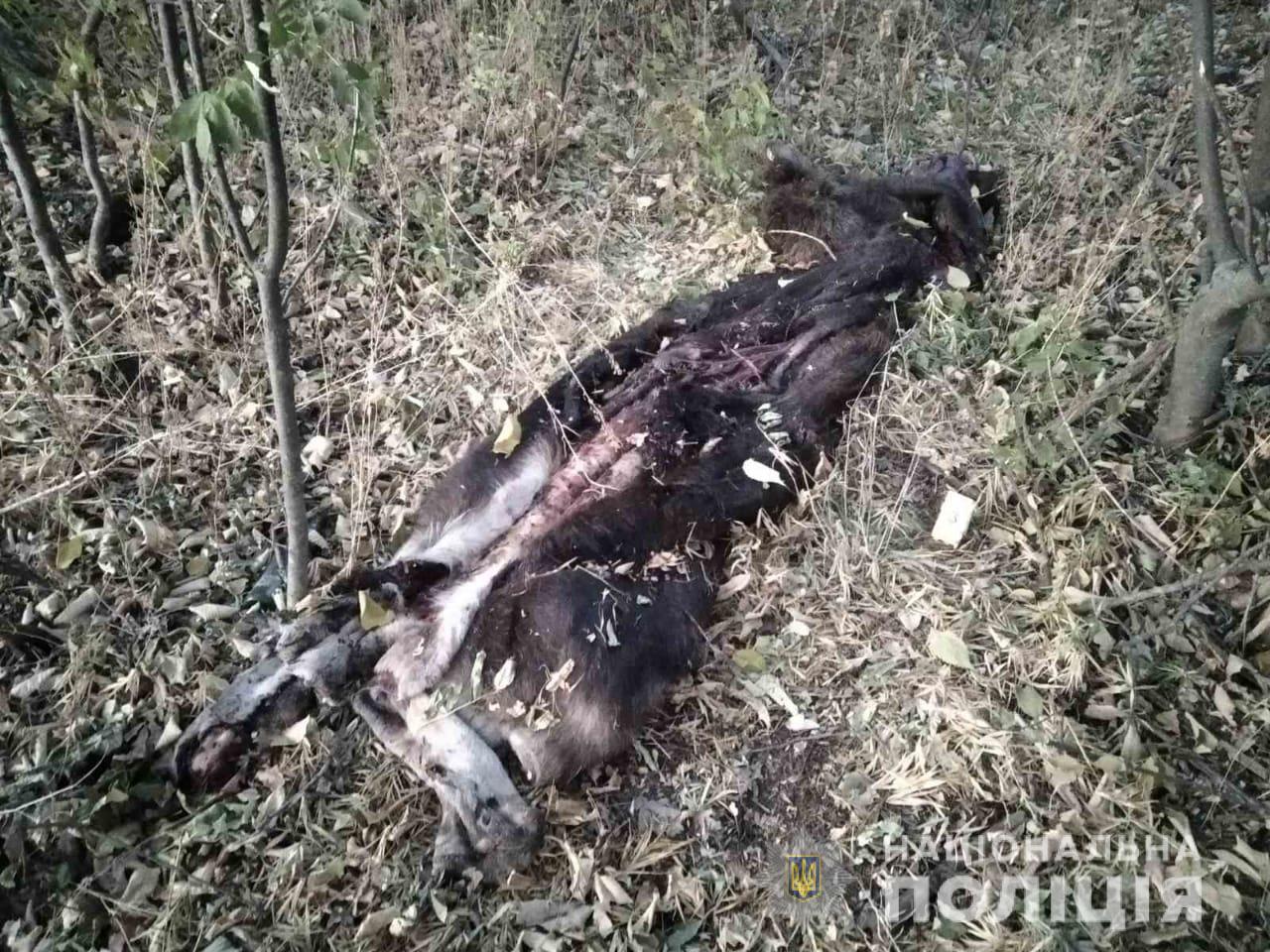Под Харьковом браконьеры убили лося. Фото: hk.npu.gov.ua