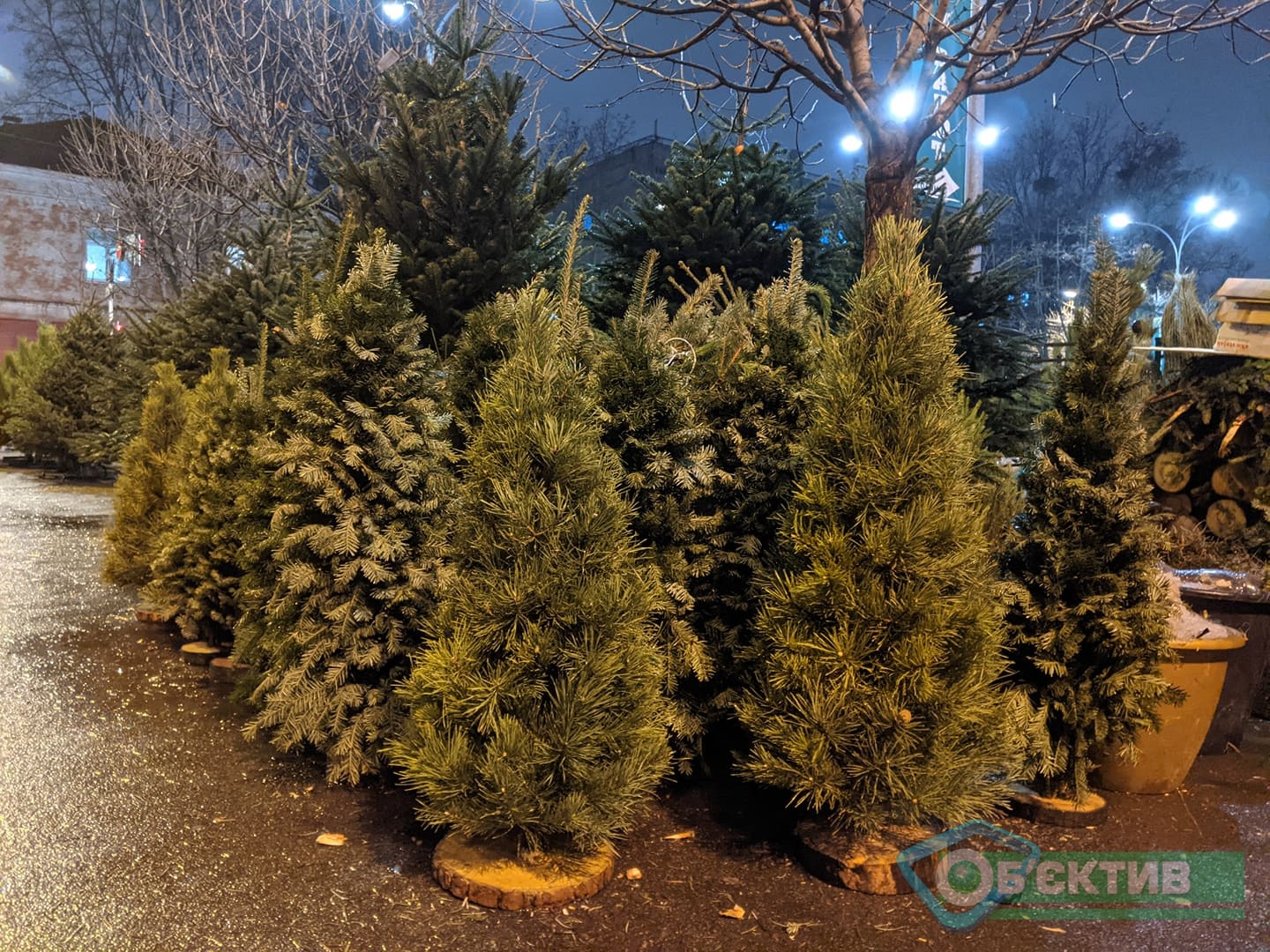 Сколько стоят новогодние елки в Харькове на елочных базарах.