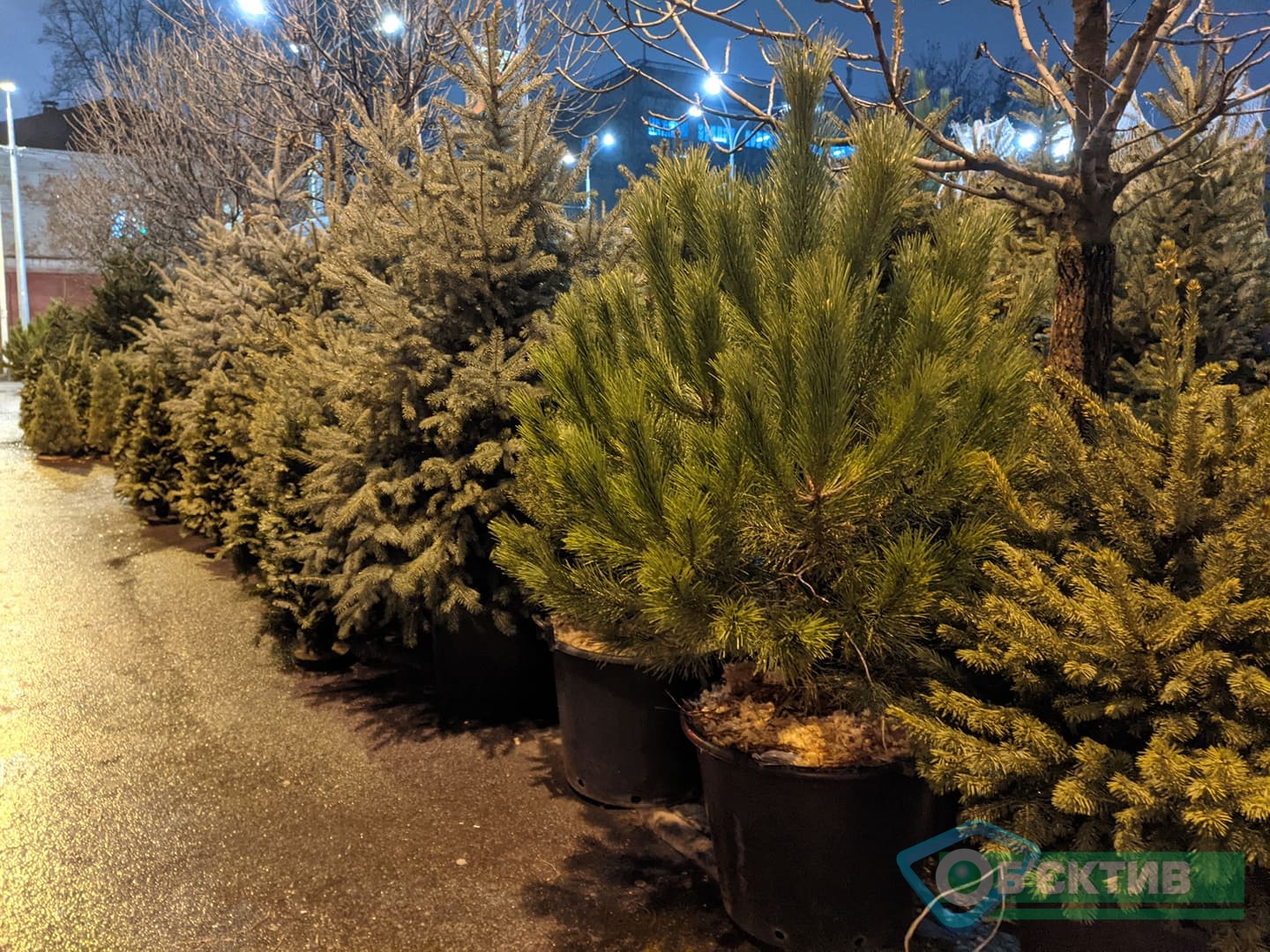 Сколько стоят новогодние елки в Харькове на елочных базарах.