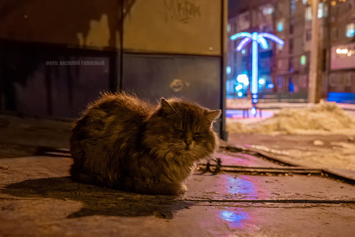 На ХТЗ установили светящуюся пальму.