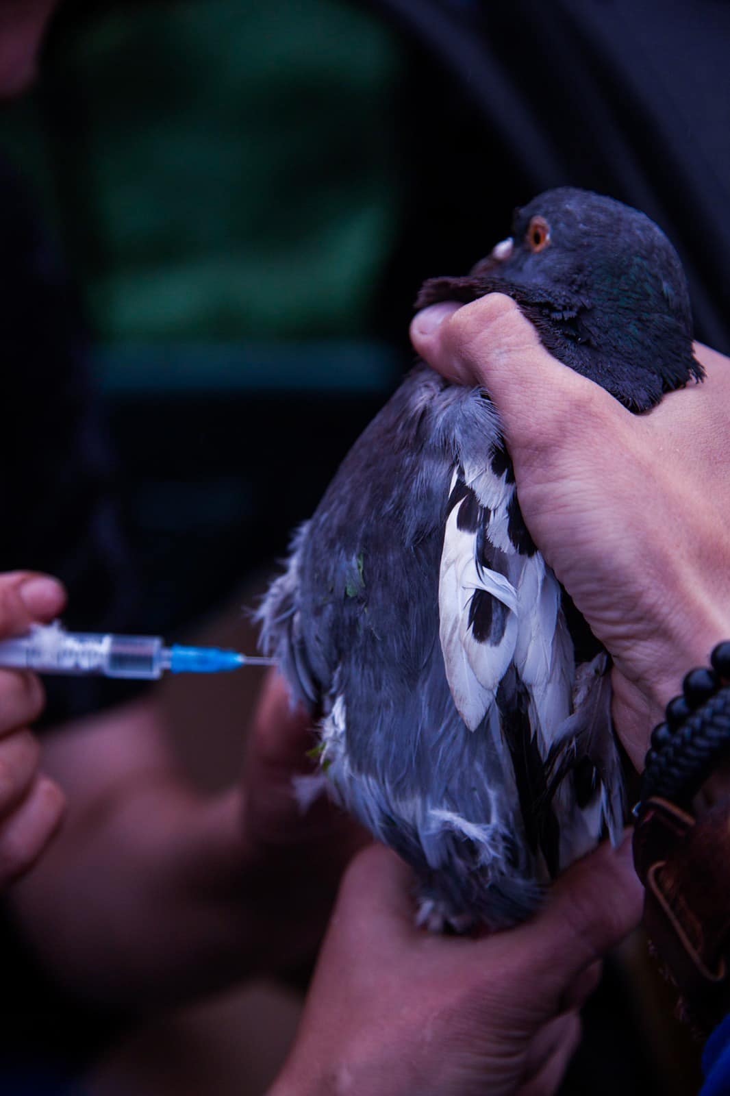 У Харкові журналісти врятували голубів, контужених після вибуху на Павловому Полі.