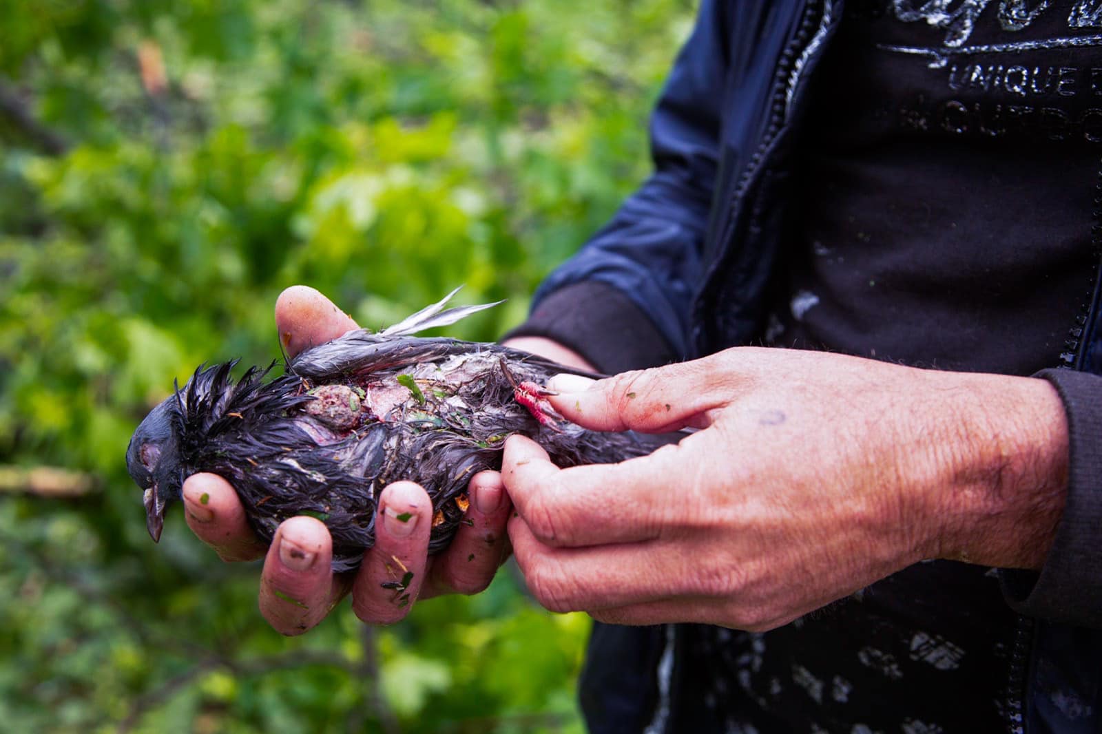 У Харкові журналісти врятували голубів, контужених після вибуху на Павловому Полі.