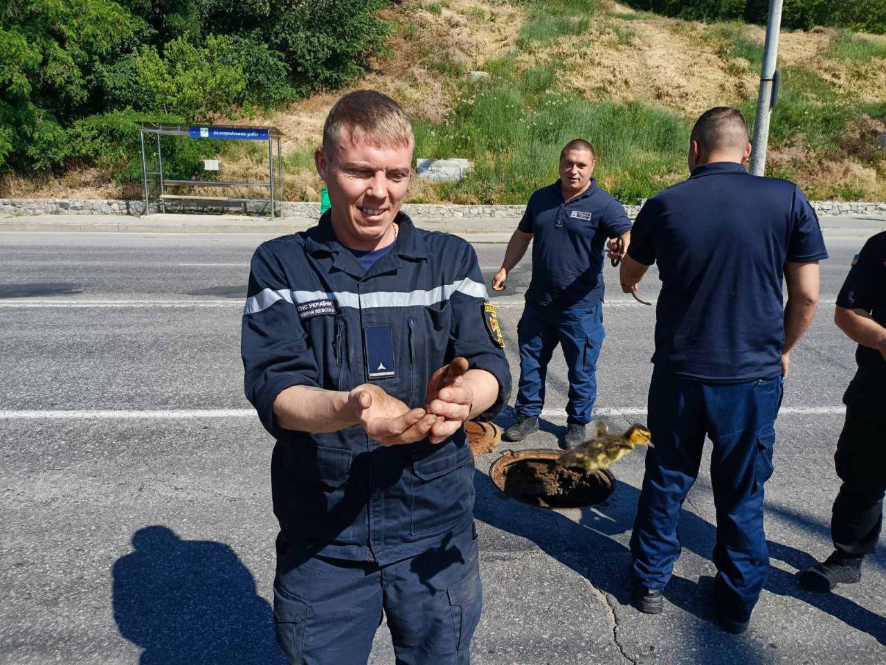 В Харькове спасатели вытащили из ловушки девять утят.