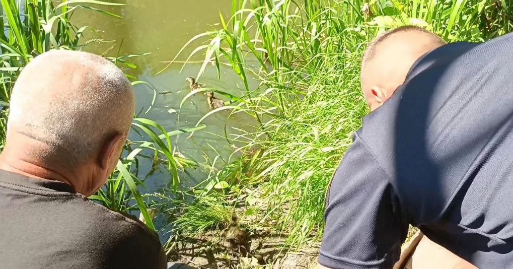 В Харькове спасатели вытащили из ловушки девять утят.