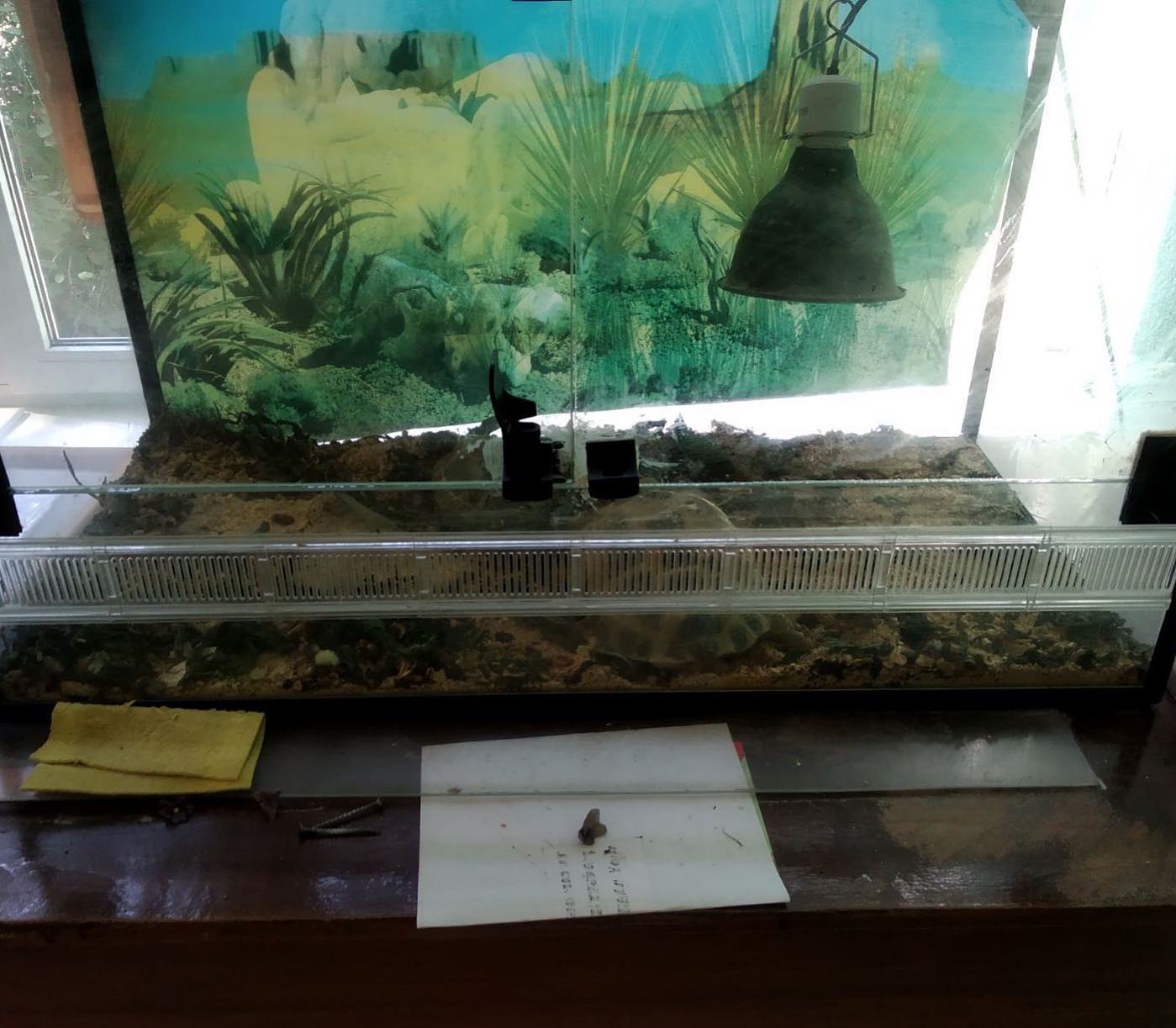 Вціліли після ракетного удару по школі: у Харкові шукають дім для черепашок