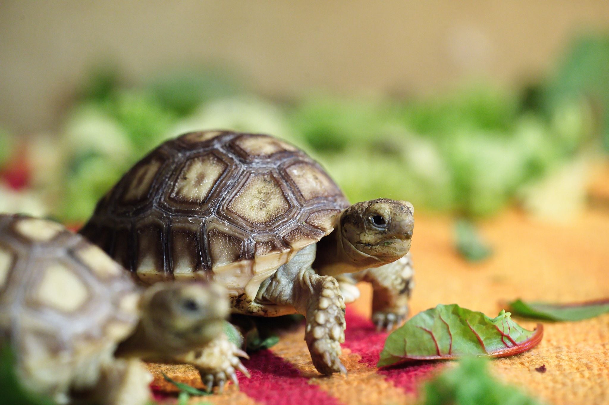 Фото: feldman-ecopark.com