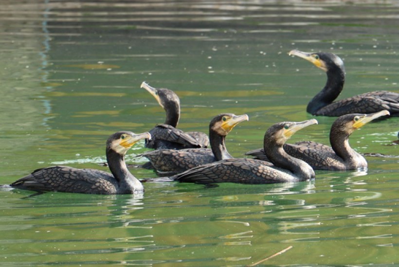 Фото: zoo.kharkov.ua