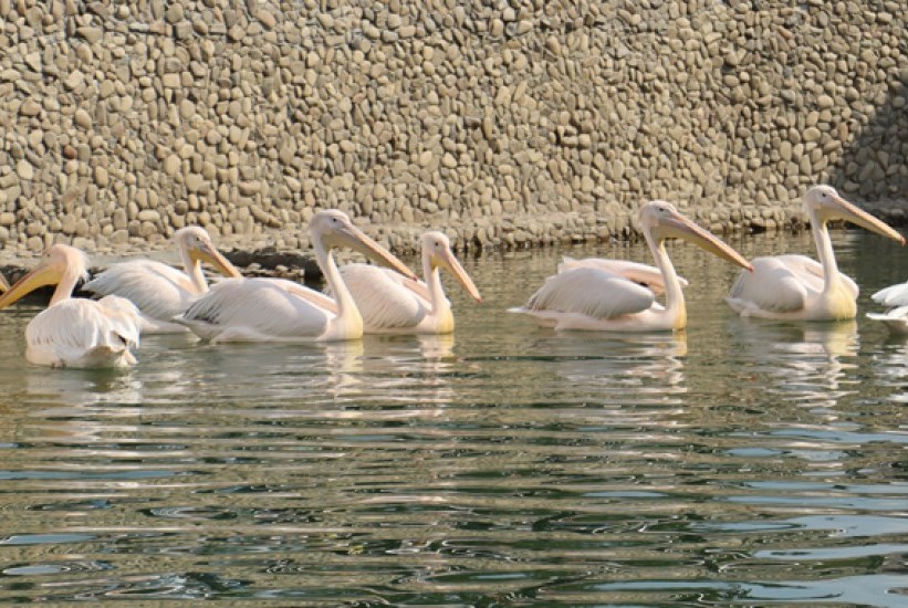 Фото: zoo.kharkov.ua