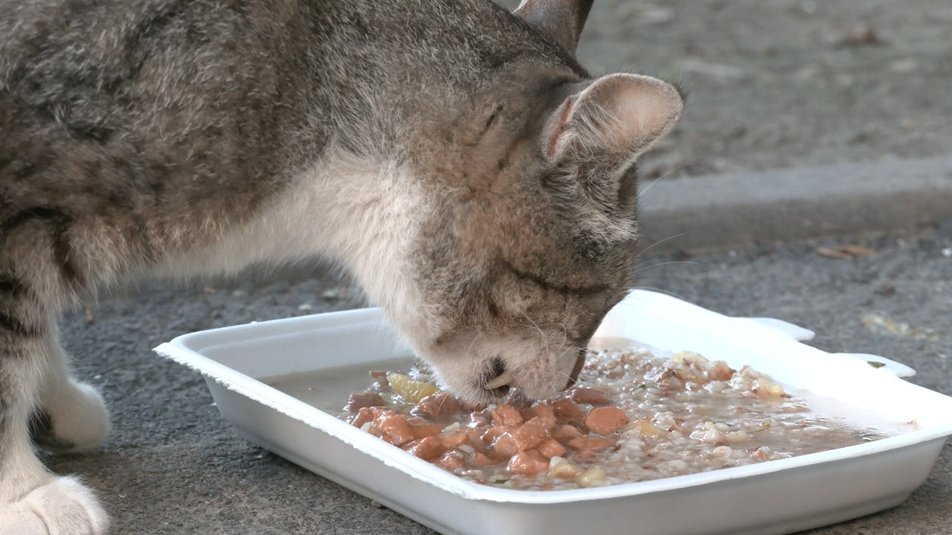 Харків'янка взяла опіку над 80 котами на Північній Салтівці.