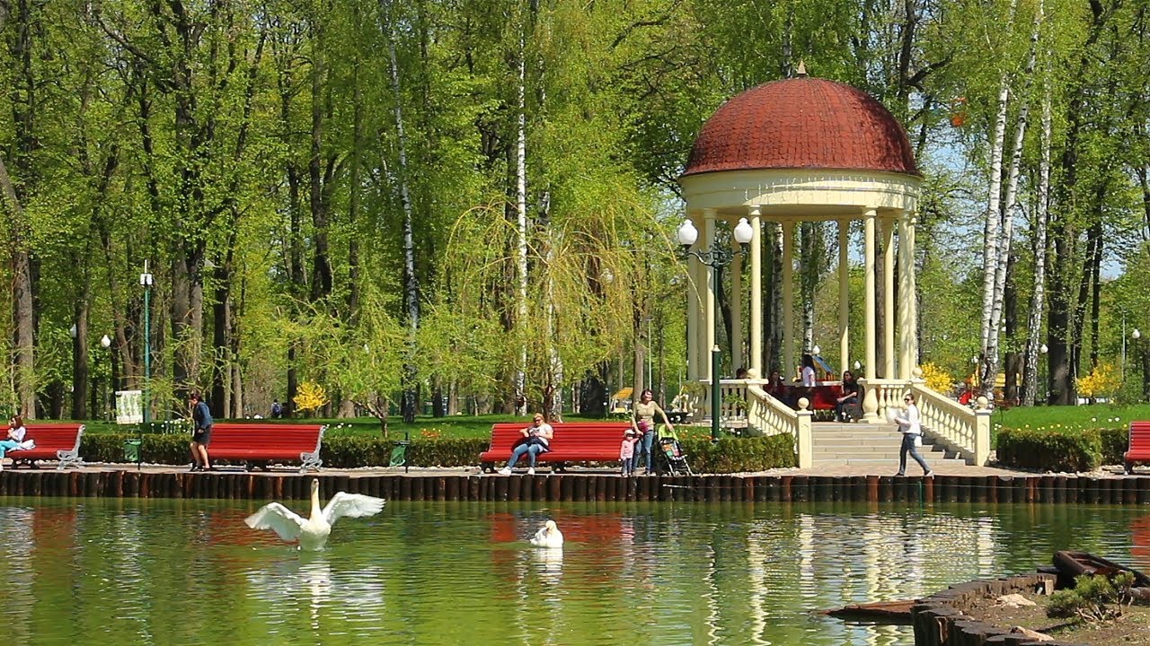 Озеро с лебедями в харьковском парке Горького. Фото: zoo.kharkov.ua