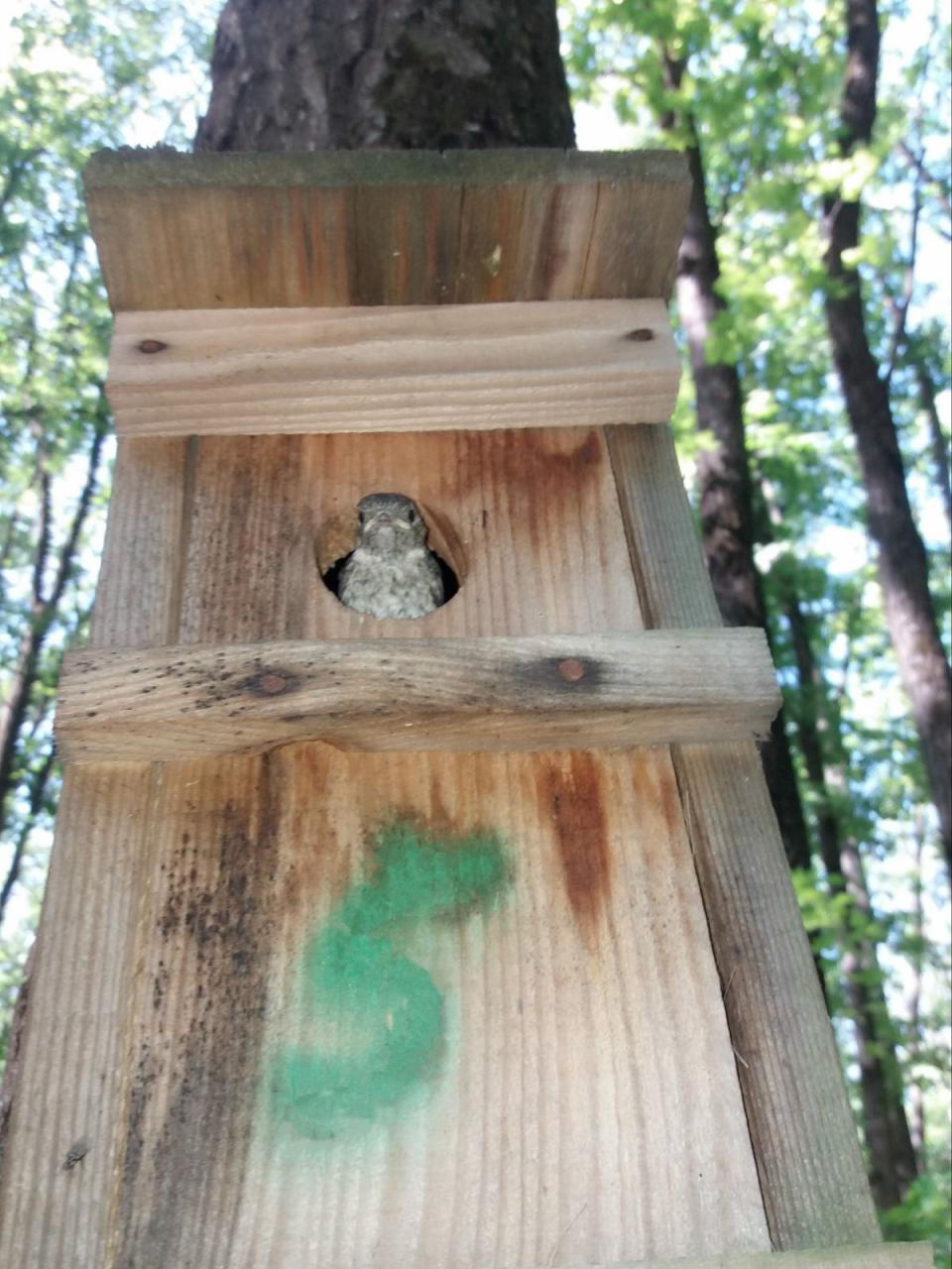 Строят домики и наблюдают: в харьковском Экопарке студенты восстанавливают популяцию птиц фото 1