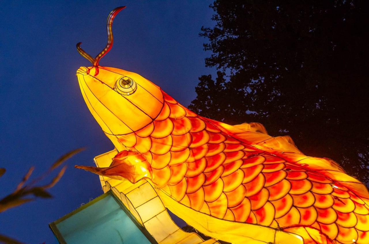 Панды, фламинго, шоу акробатов: в Харькове стартовал Фестиваль гигантских китайских фонарей (фоторепортаж) фото 3 2