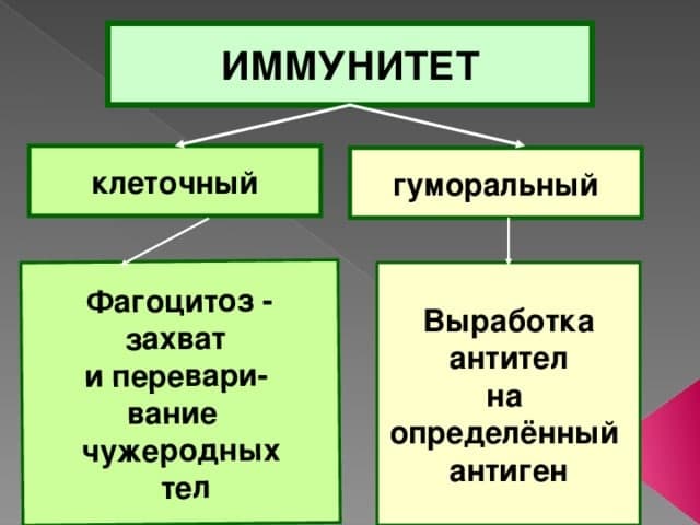 Фото: kopilkaurokov.ru