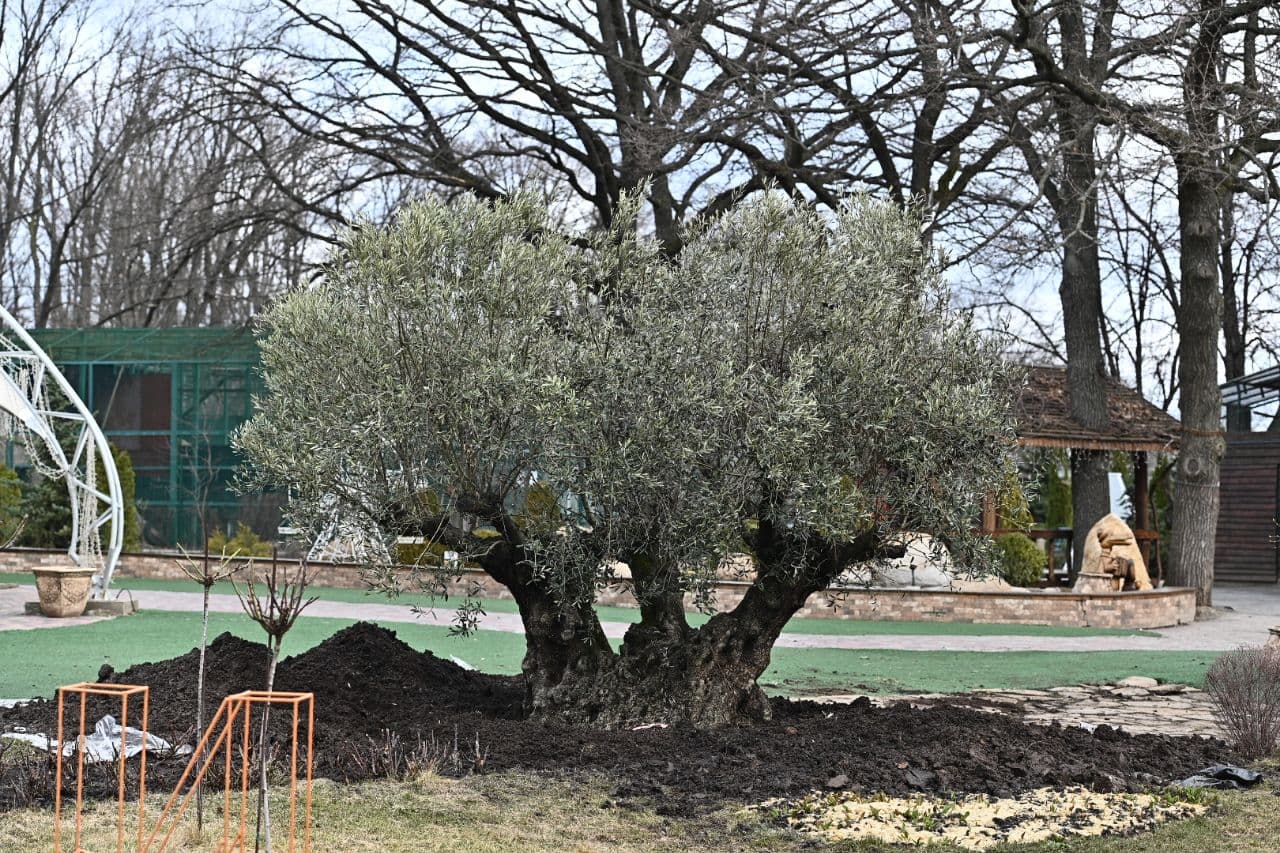 Привезли из Италии: в харьковском Экопарке высадили 367-летнюю оливу фото 1