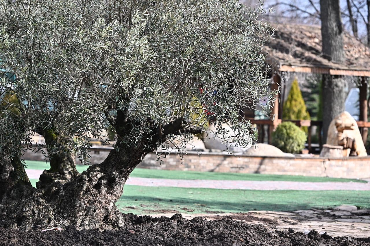 Привезли из Италии: в харьковском Экопарке высадили 367-летнюю оливу фото 3 2