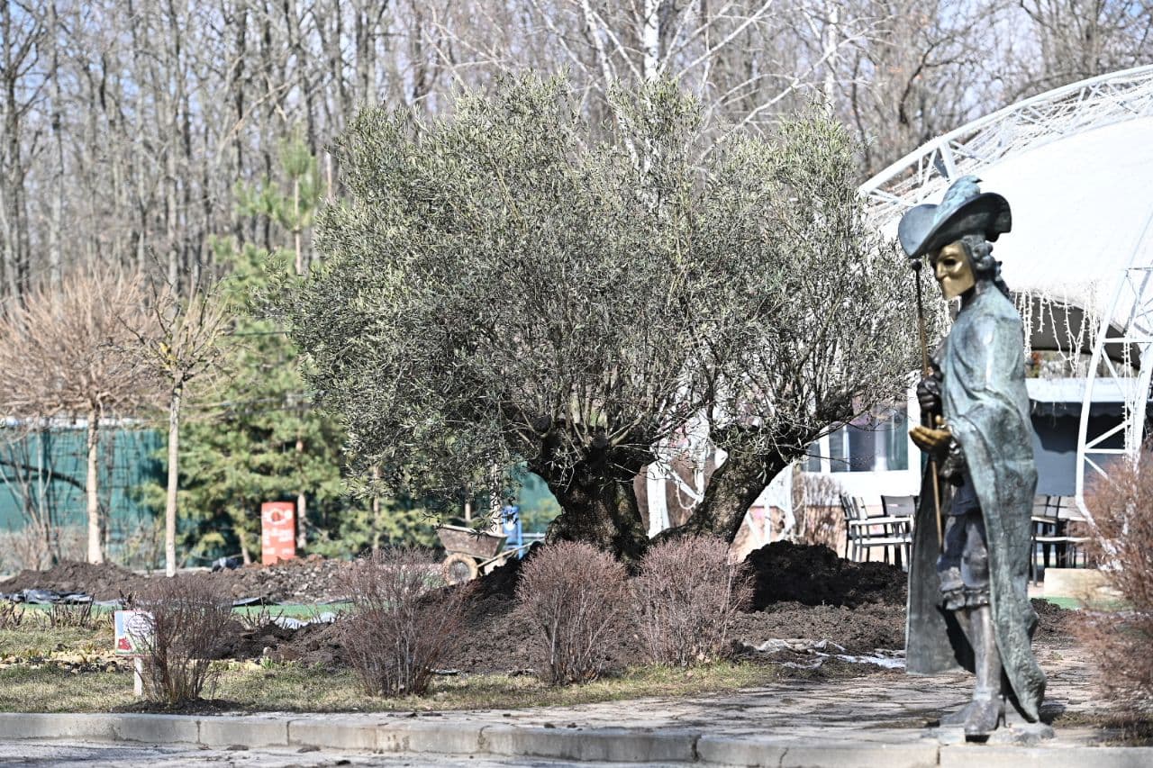 Привезли из Италии: в харьковском Экопарке высадили 367-летнюю оливу фото 5 4