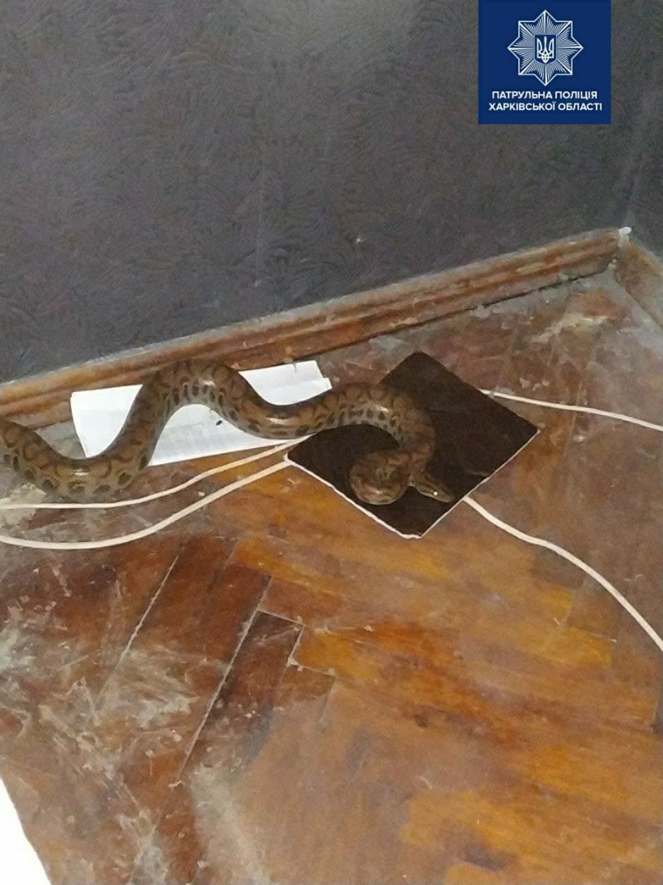 Фото: патрульная полиция